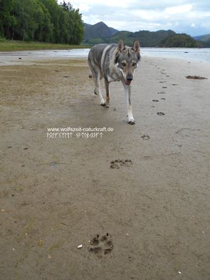 Wolfszeit Naturkraft Bushcraft und Survival in Bayern Rhön, Deutschland. Survivaltraining,  Überlebenstraining,  Krisenvorsorge,  Krisenprävention,  Survival und Trekking in Norwegen und Schweden 