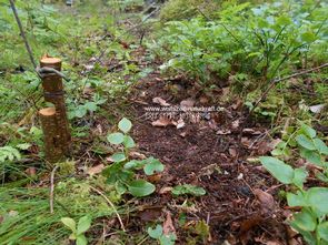 Wolfszeit Naturkraft Bushcraft und Survival in Bayern Rhön, Deutschland. Survivaltraining,  Überlebenstraining,  Krisenvorsorge,  Krisenprävention,  Survival und Trekking in Norwegen und Schweden 