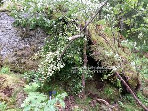 Wolfszeit Naturkraft Survival und Bushcraft in der Rhön, Deutschland, Bayern, Hessen, Thüringen. Unterschlupf 